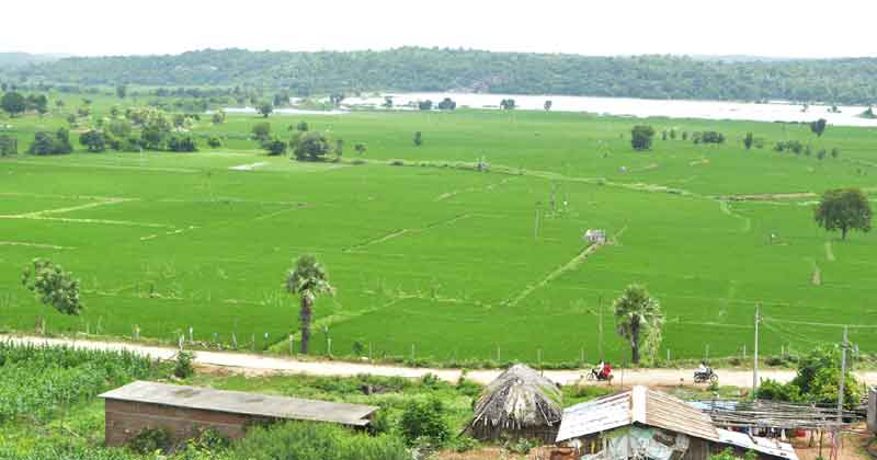 సాగు జోరు!