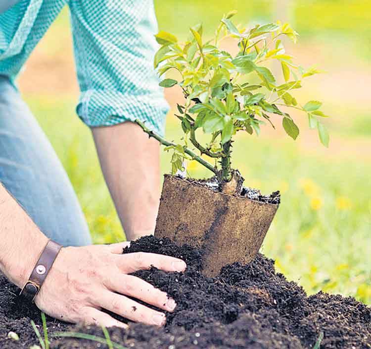 ఆకుపచ్చని అడుగులు