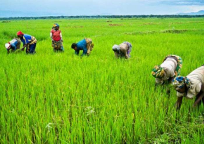 కలుపు నివారణ పంటకు రక్షణ