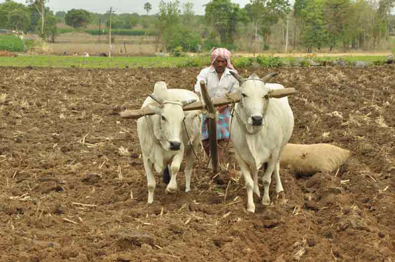 రైతు బీమా… కర్షక ధీమా !