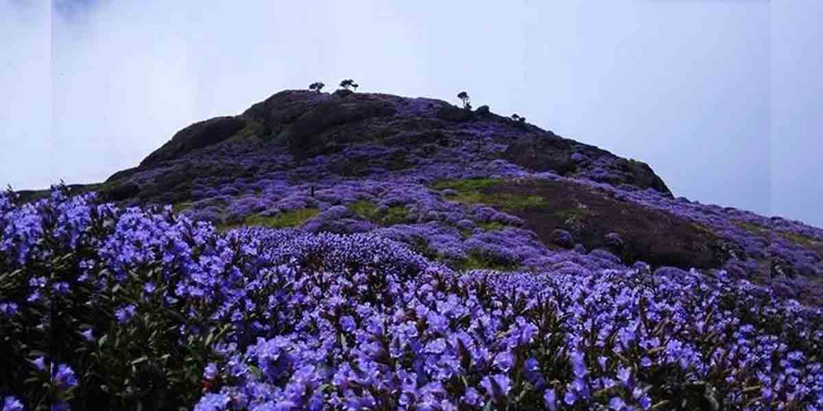 Neelakurinji Flowers: ఈ పువ్వులు 12 ఏండ్ల‌కు ఒక్క‌సారే పూస్తాయట‌.. వీడియో