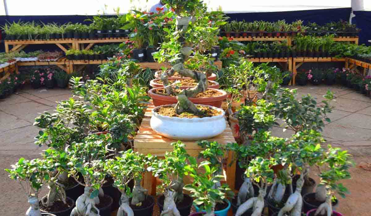 నేటి నుంచి నర్సరీ మేళా.. ప్రారంభించనున్న మంత్రి హరీశ్‌ రావు