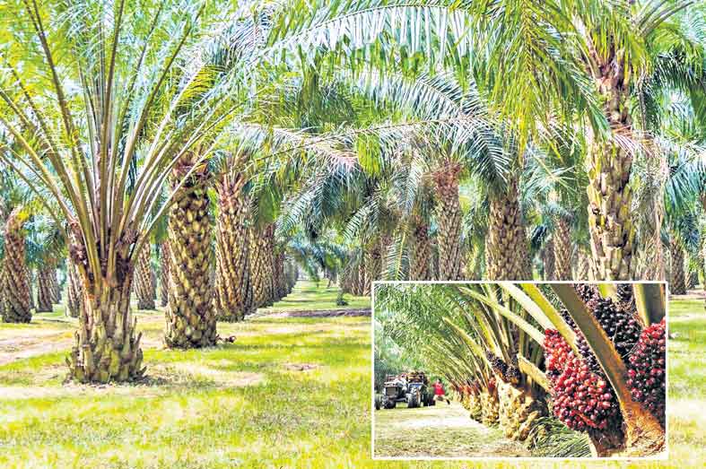 ఆయిల్‌పామ్‌ సాగుకు పన్నుపోటు