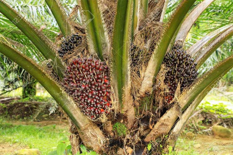 బ్రౌన్‌ విప్లవం దిశగా..