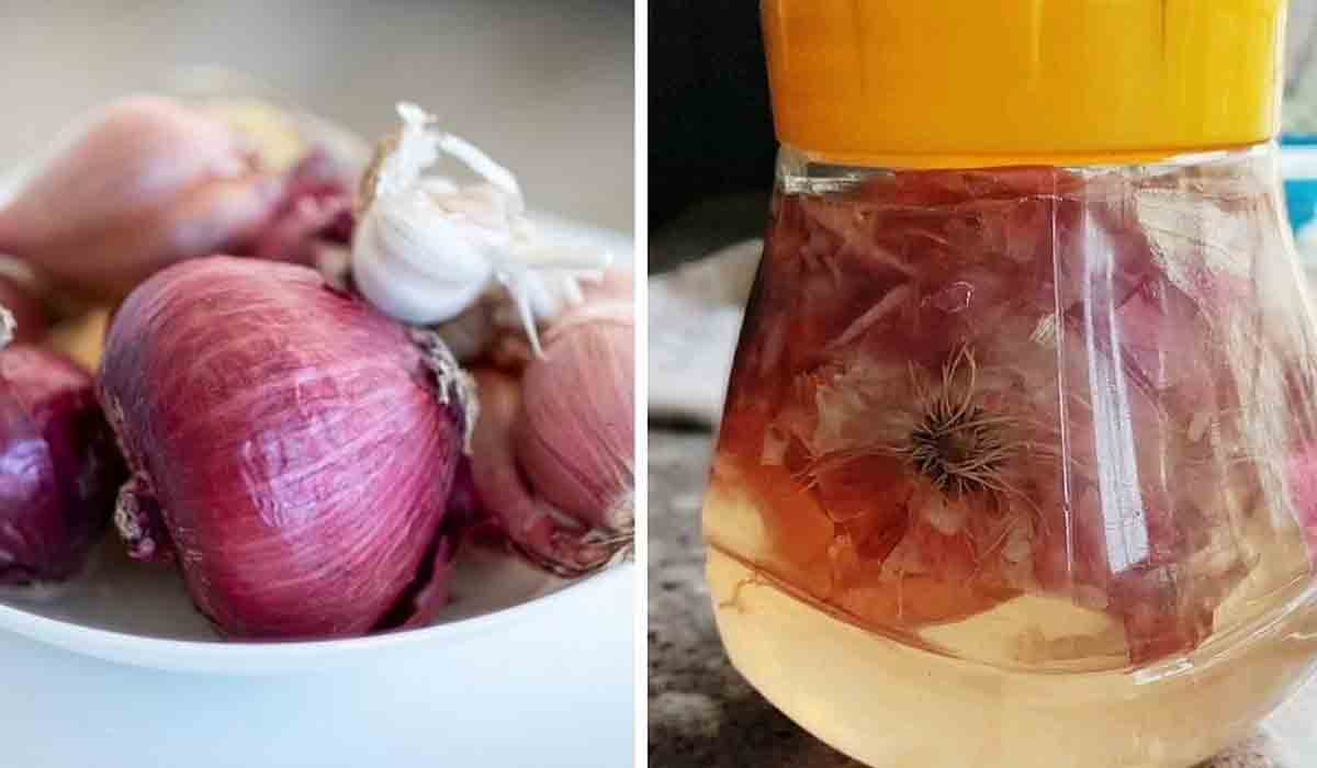 Onion Peels | ఉల్లిగ‌డ్డ‌ పొట్టుతో సేంద్రియ ఎరువు త‌యారీ ఎలా?
