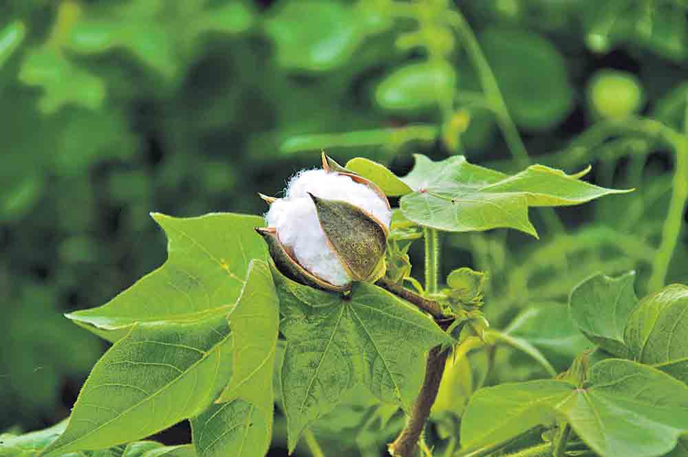 తెలంగాణ పత్తికి మస్తు గిరాకీ