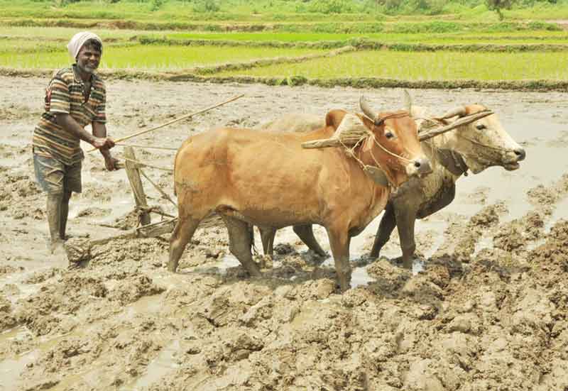 రైతు బీమాతో ధీమా