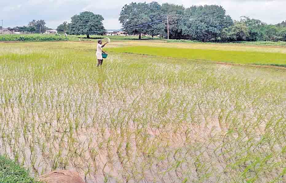 అవసరం మేరకే ఎరువులు చల్లాలి