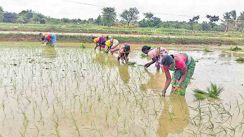 జోరుగా వ్యవసాయ పనులు