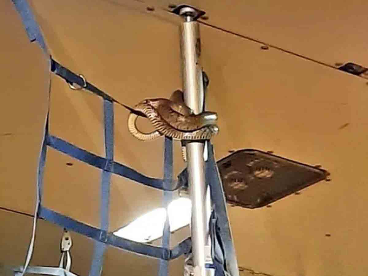 విమానంలో పెద్ద పాము.. తర్వాత ఏమి జరిగిందంటే!