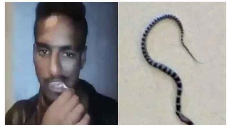 పాపులర్‌ అయ్యేందుకు పామును నమిలిండు