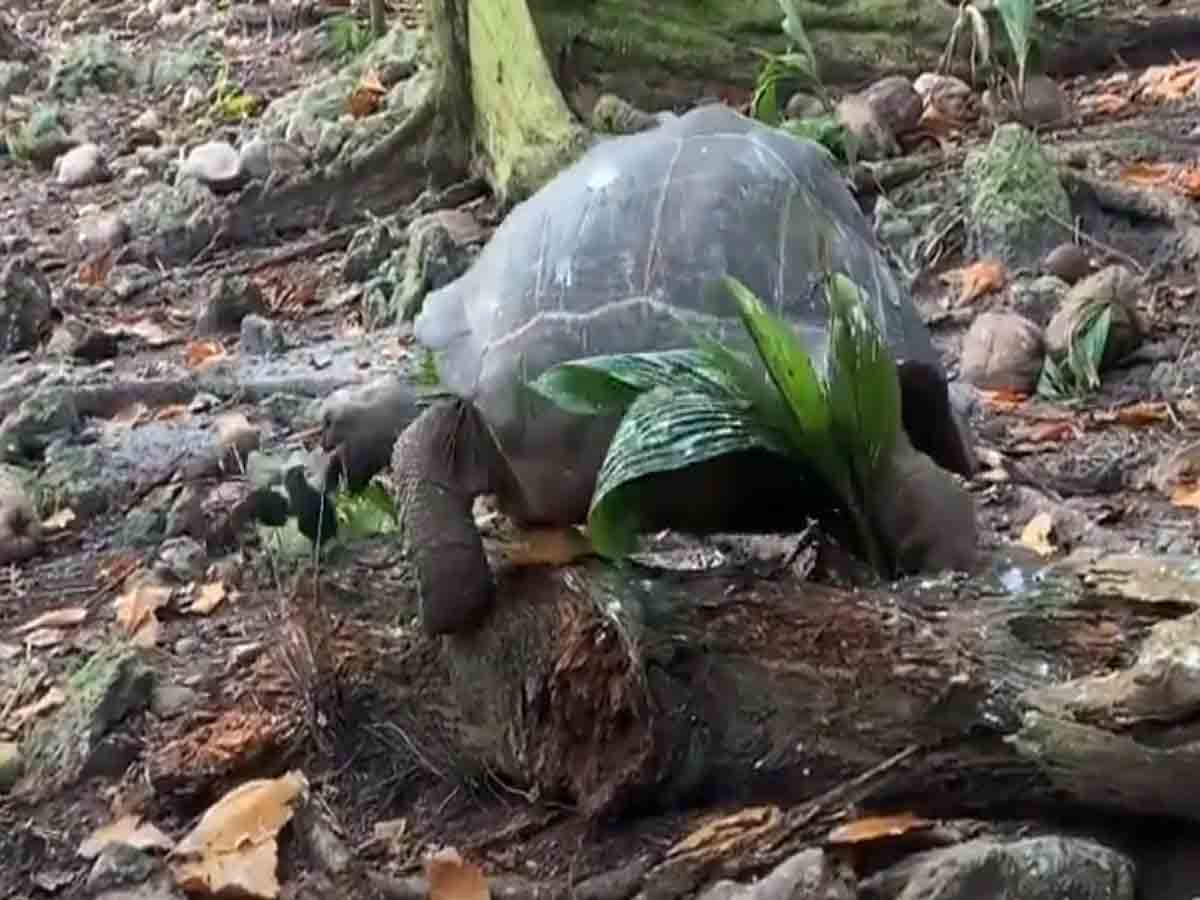 Video: తాబేలు శాఖాహారి.. కానీ, పక్షిని వేటాడి తిన్నది!