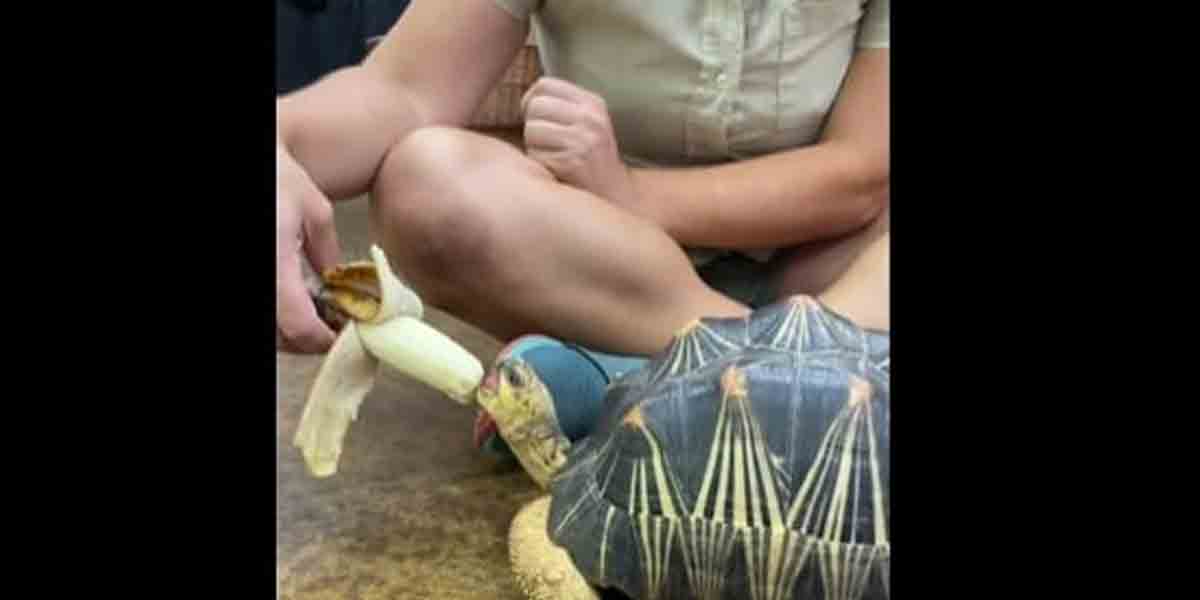 Tortoise: ముద్దుముద్దుగా అర‌టిపండు కొరుకుతున్న తాబేలు.. వీడియో వైర‌ల్‌