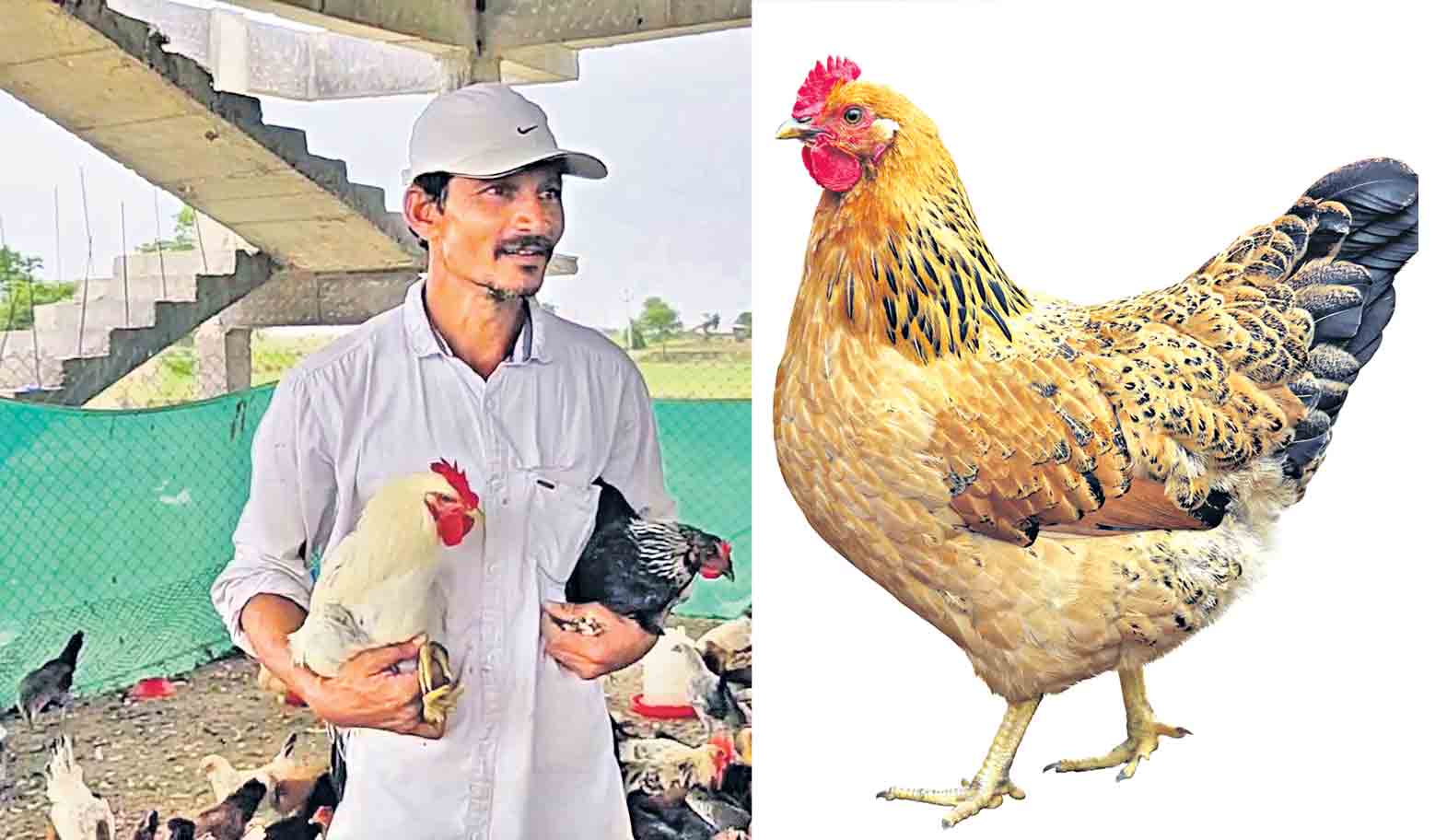 ‘నాటు’ఐడియా!