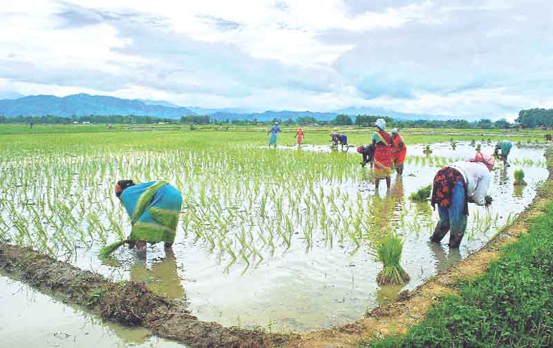 పక్కాగా..పంటల లెక్క