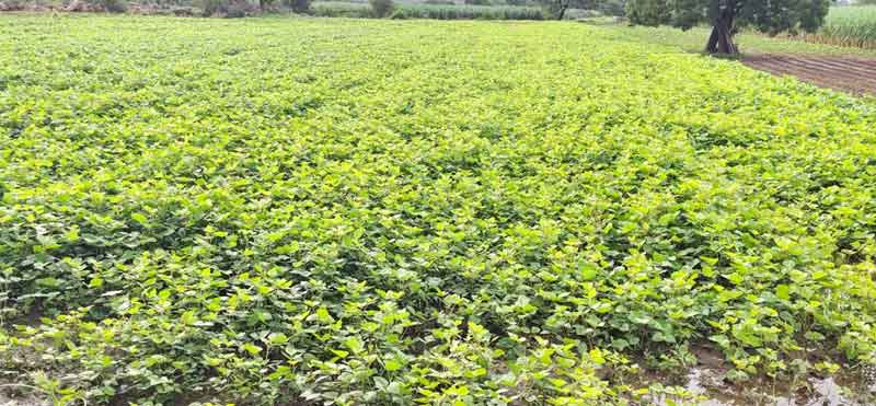 కళకళలాడుతున్న పంటలు