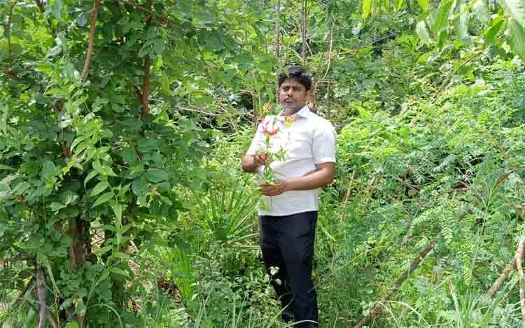 ప్రకృతివనంలో అగ్నిశిఖ