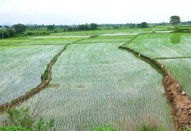 అదును వానలతో జోరుగా వ్యవసాయ పనులు