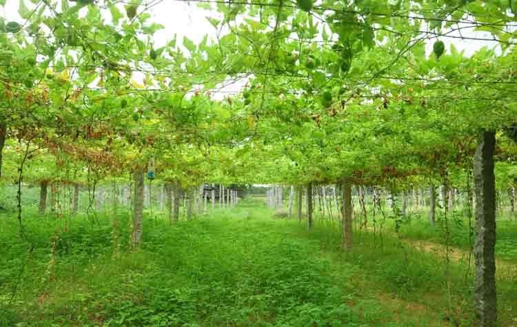 సిరులు కురిపిస్తున్న సాగు