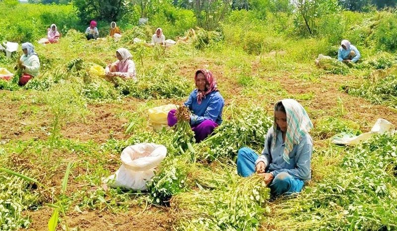కదిరితో కాసుల పంట