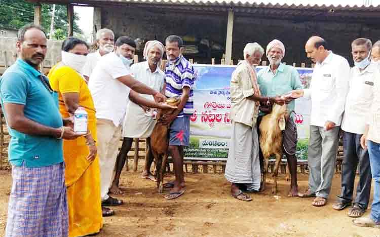 జీవాలకు నట్టల మందు తాగించాలి