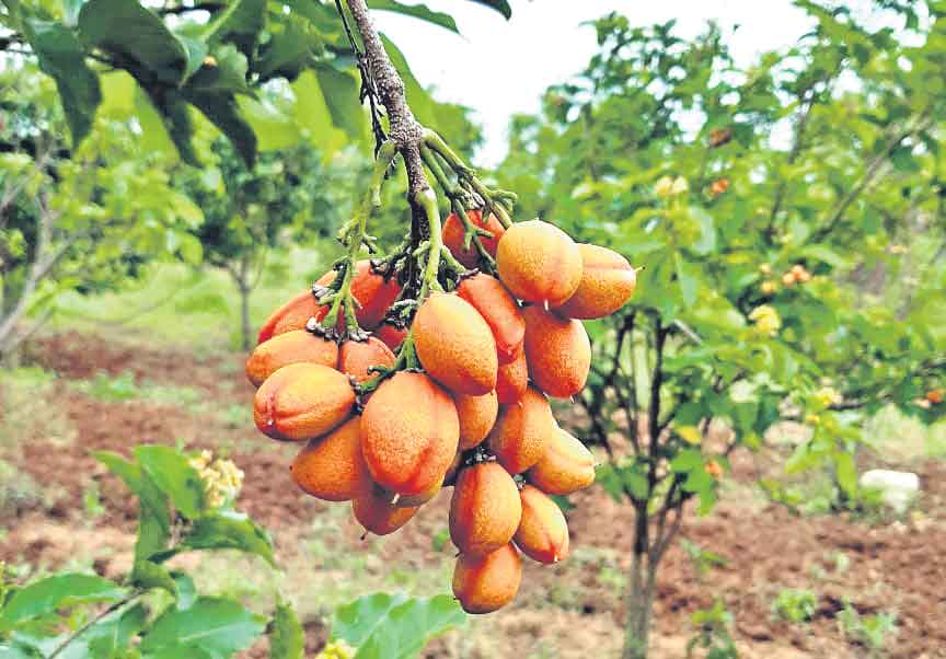 ఐదున్నర ఎకరాల్లోనే హరిత క్షేత్రం