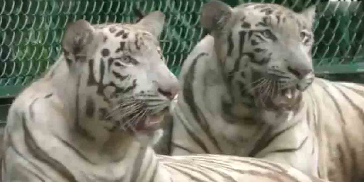 White Tigers : సూర‌త్ జూకు కొత్తగా తెల్ల పులుల జంట‌.. వీడియో