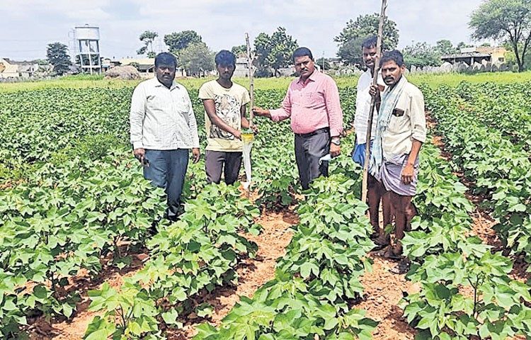 రైతులు తక్షణమే సస్యరక్షణ చర్యలు చేపట్టాలి
