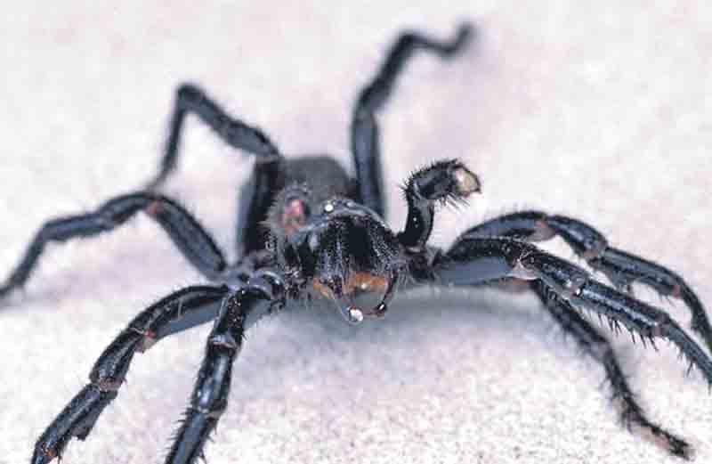 గుండెపోటుకు సాలీడు వైద్యం