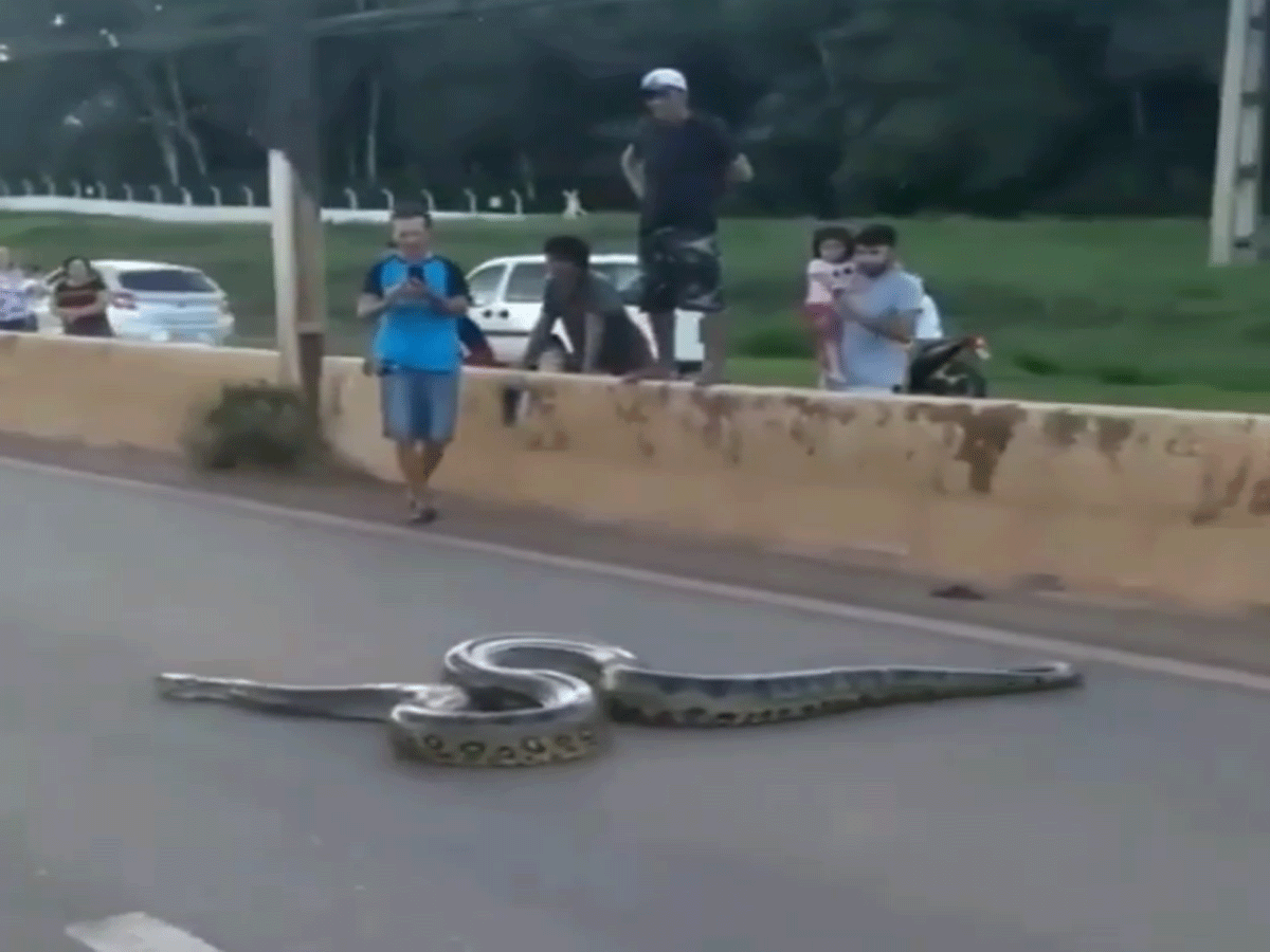 Anaconda on Road: రోడ్డు దాటుతున్న అన‌కొండ‌.. ఆగిన ట్రాఫిక్‌.. వీడియో వైర‌ల్‌