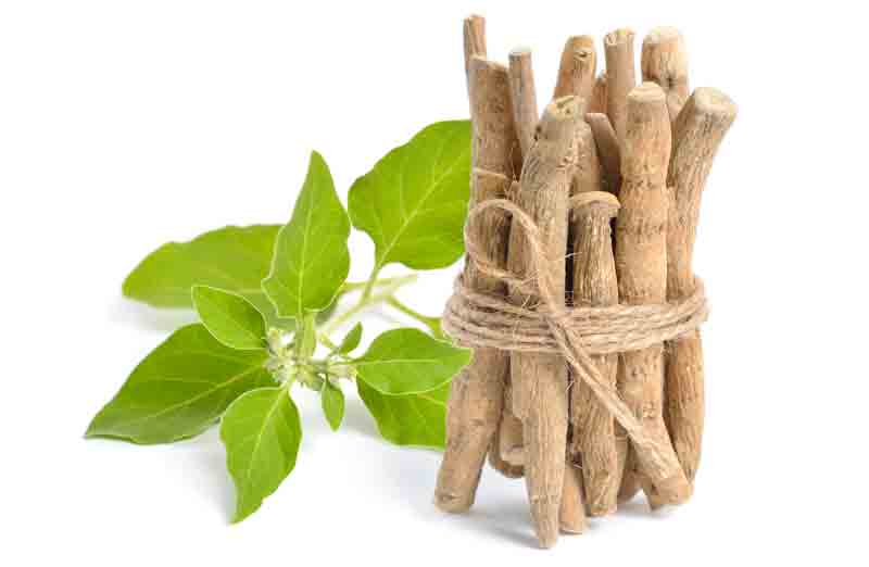 కరోనా చికిత్సకు అశ్వగంధ!