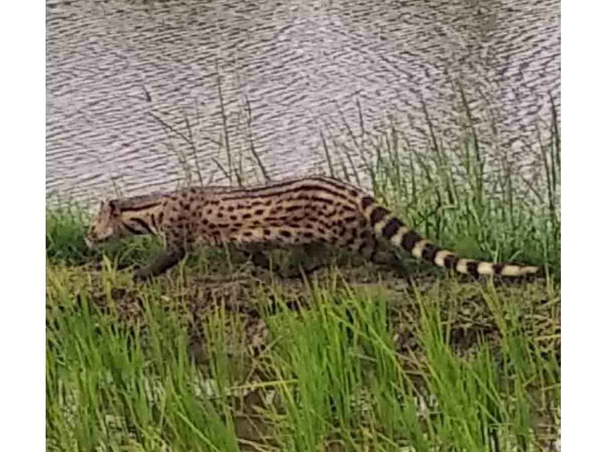 Wanaparthi : అది పులి కాదు..పునుగు పిల్లి