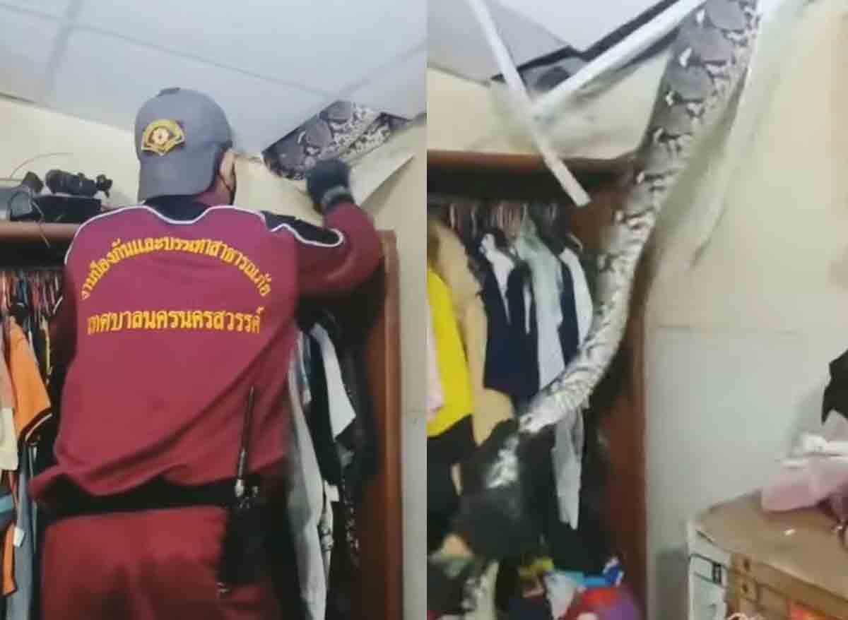 Viral Video : వామ్మో… ఎంత పెద్ద పాము.. ఇంట్లో సీలింగ్ పైన దూరి ఏం చేసిందో చూడండి