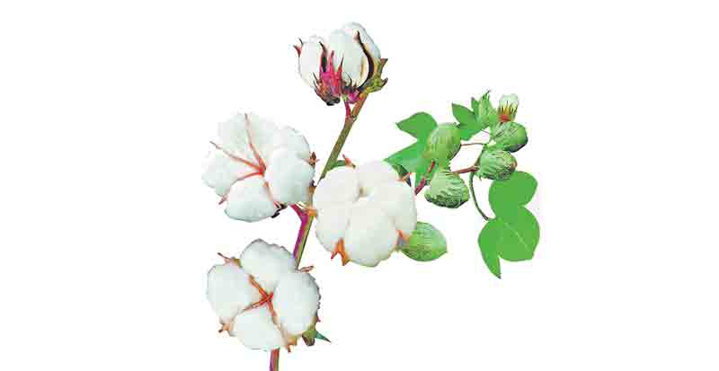 పత్తి సాగు మరింత పెంచాలి