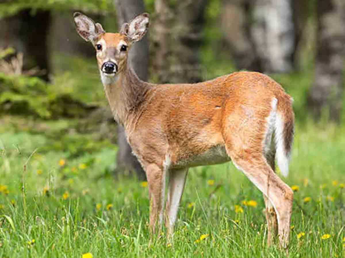 అమెరికాలో దుప్పుల‌కూ క‌రోనా.. వైర‌స్‌కు రిజ‌ర్వాయ‌ర్లుగా మారే ప్ర‌మాదం ఉంద‌ని శాస్త్ర‌వేత్త‌ల ఆందోళ‌న‌