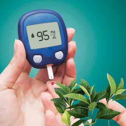 వెర్నోనియా ఆకులతో డయాబెటిస్‌కు చెక్‌