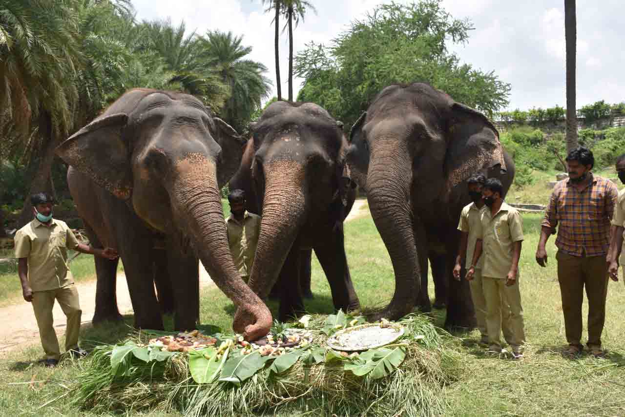 నెహ్రూ జూ పార్క్‌లో ఘనంగా ఏనుగుల దినోత్సవం