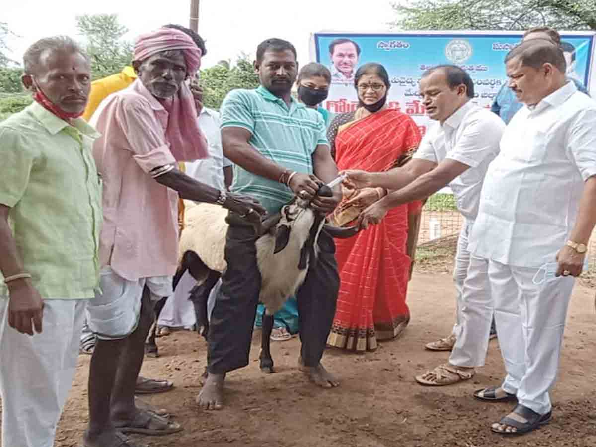 కుల వృత్తులను ప్రోత్సహించేందుకే గొర్రెల పంపిణీ…