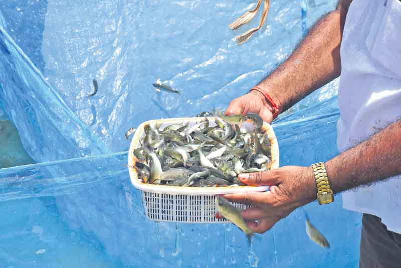 చెరువుల్లోకి 100 కోట్ల చేపపిల్లలు