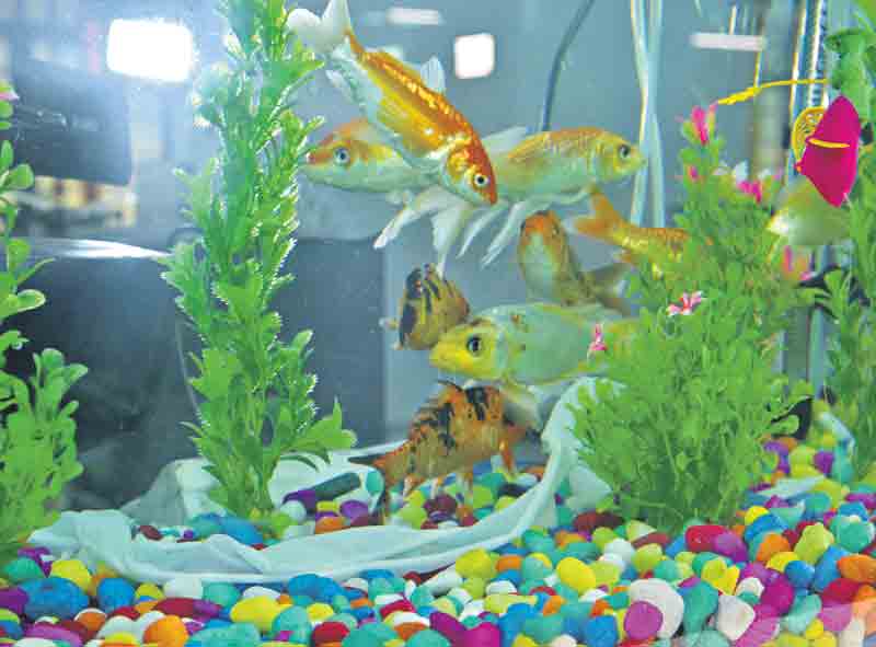 నీటిలో కరిగిపోతాయ్‌! మట్టిలో కలిసిపోతాయ్‌!!