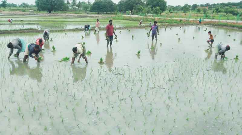 జోరుగా వరినాట్లు