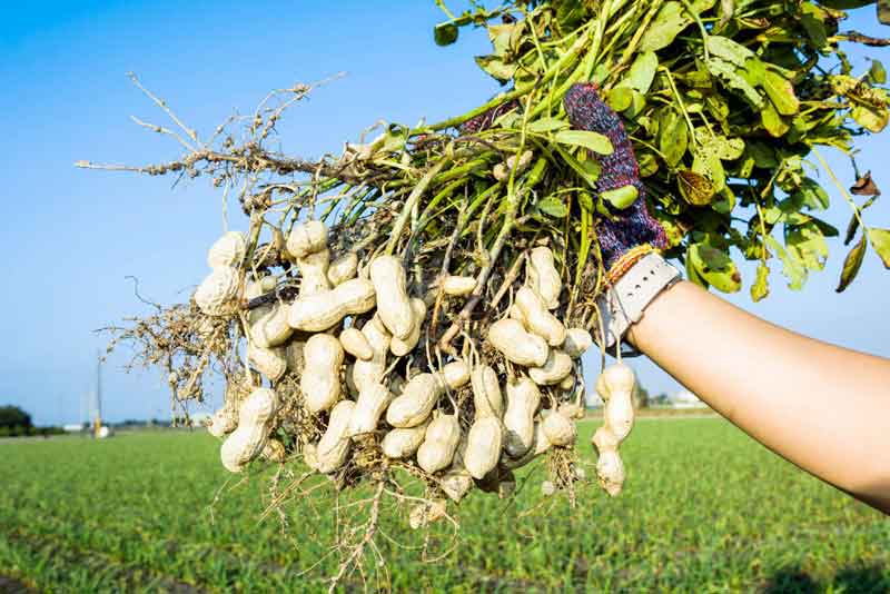 మన పల్లీకి భారీ డిమాండ్‌