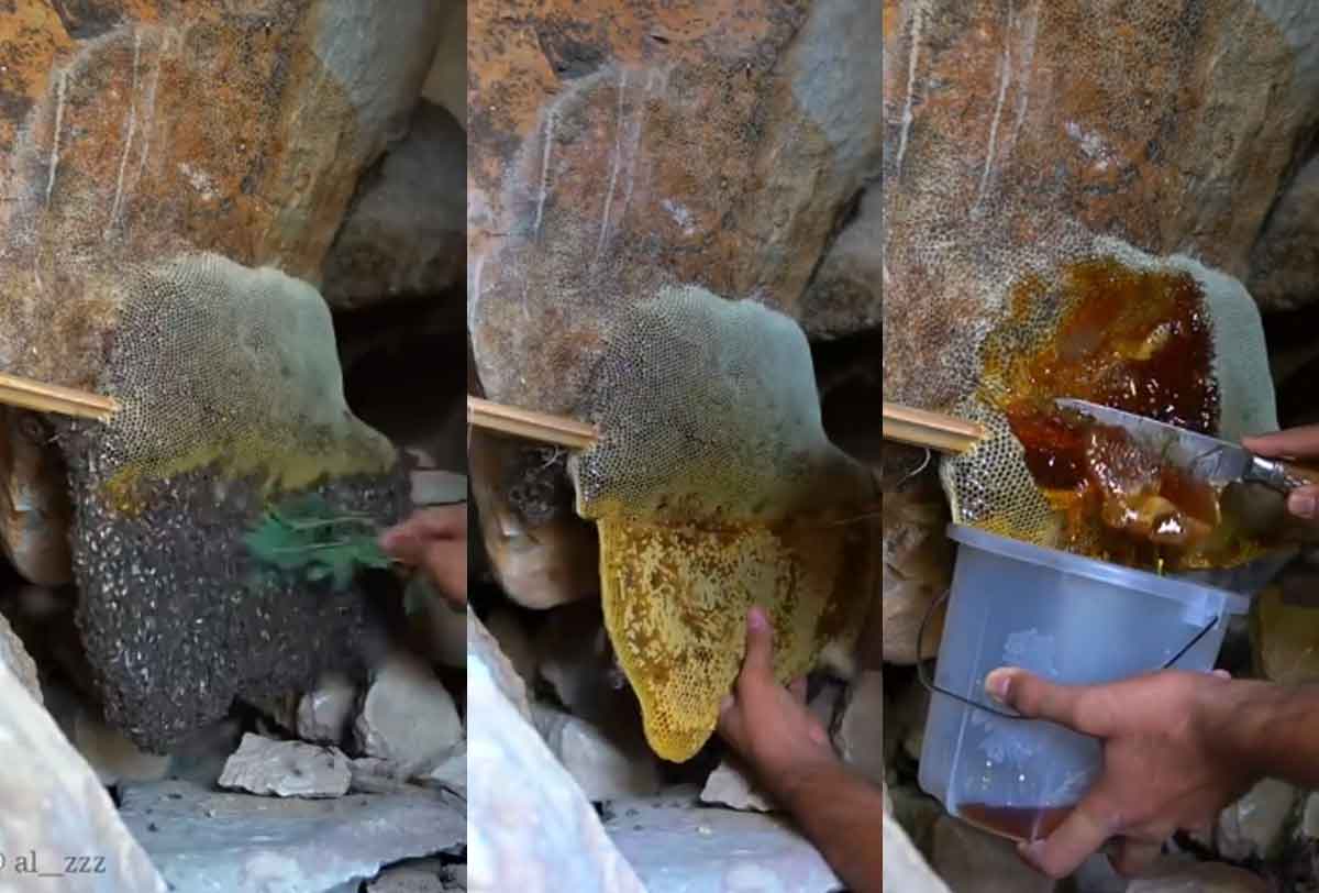 Viral Video : నీ డేర్‌నెస్‌కు హ్యాట్సాఫ్‌.. ఏమాత్రం భ‌యం లేకుండా తేనెతుట్టె నుంచి తేనె ఎలా తీశాడో చూడండి