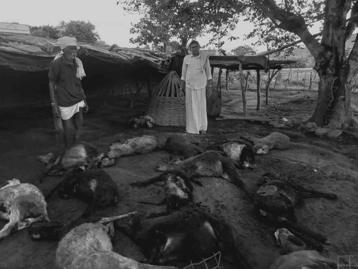 కాచారంలో కుక్కల దాడిలో 20 గొర్రెలు మృతి