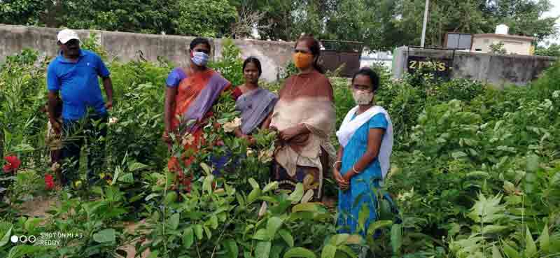 మొక్కల పెంపకం వైపు.. అన్నదాతల చూపు