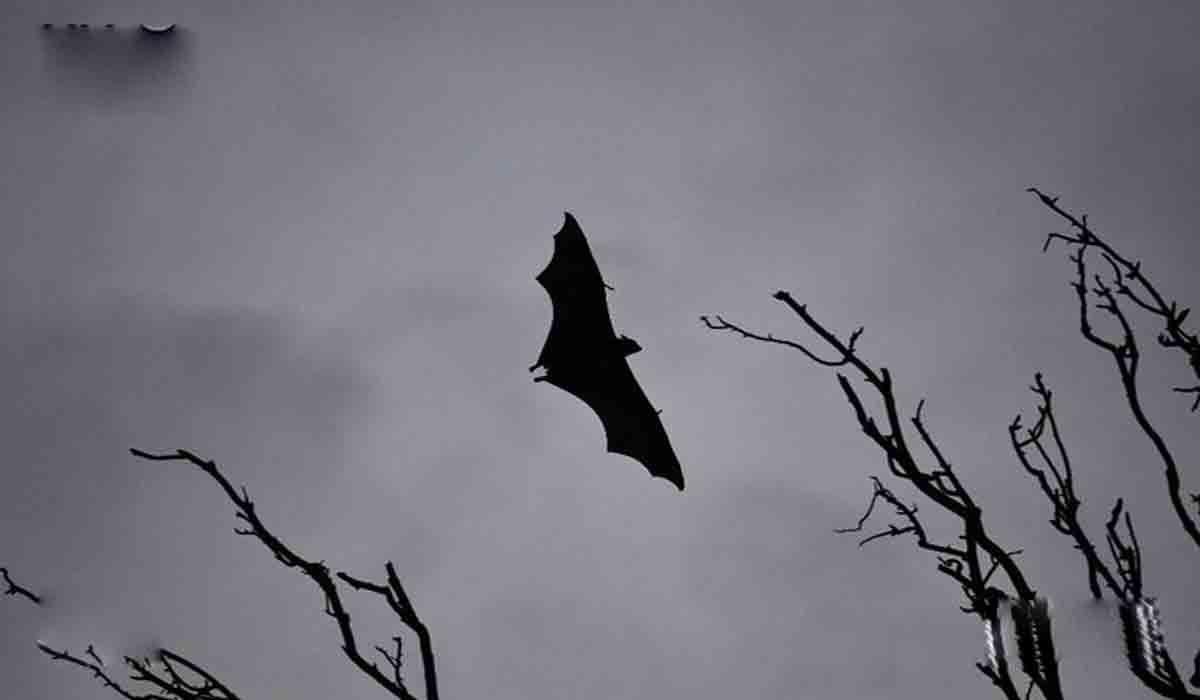 Marburg Virus: వెస్ట్ ఆఫ్రికాలో ప్రాణాంతక మార్‌బ‌ర్గ్ వైర‌స్ కేసు న‌మోదు