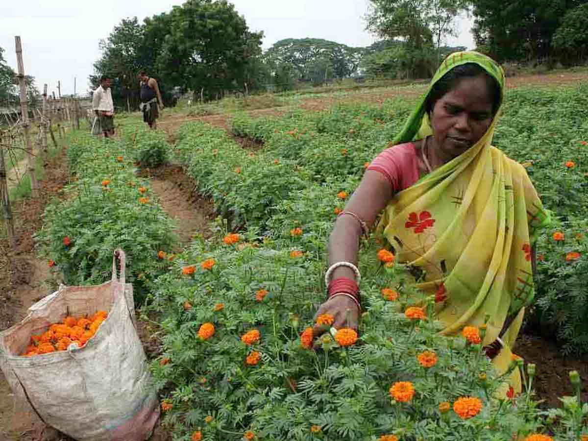 నలుగురు స్నేహితుల బంతిపూల సాగు