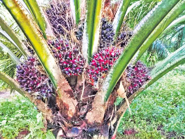 3 లక్షల ఎకరాలు.. 3600 కోట్లు