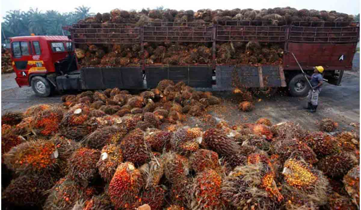 పామ్‌ ఆయిల్‌ సాగుకు రూ.11 వేల కోట్లతో కేంద్రం ప్యాకేజీ ప్ర‌క‌ట‌న‌