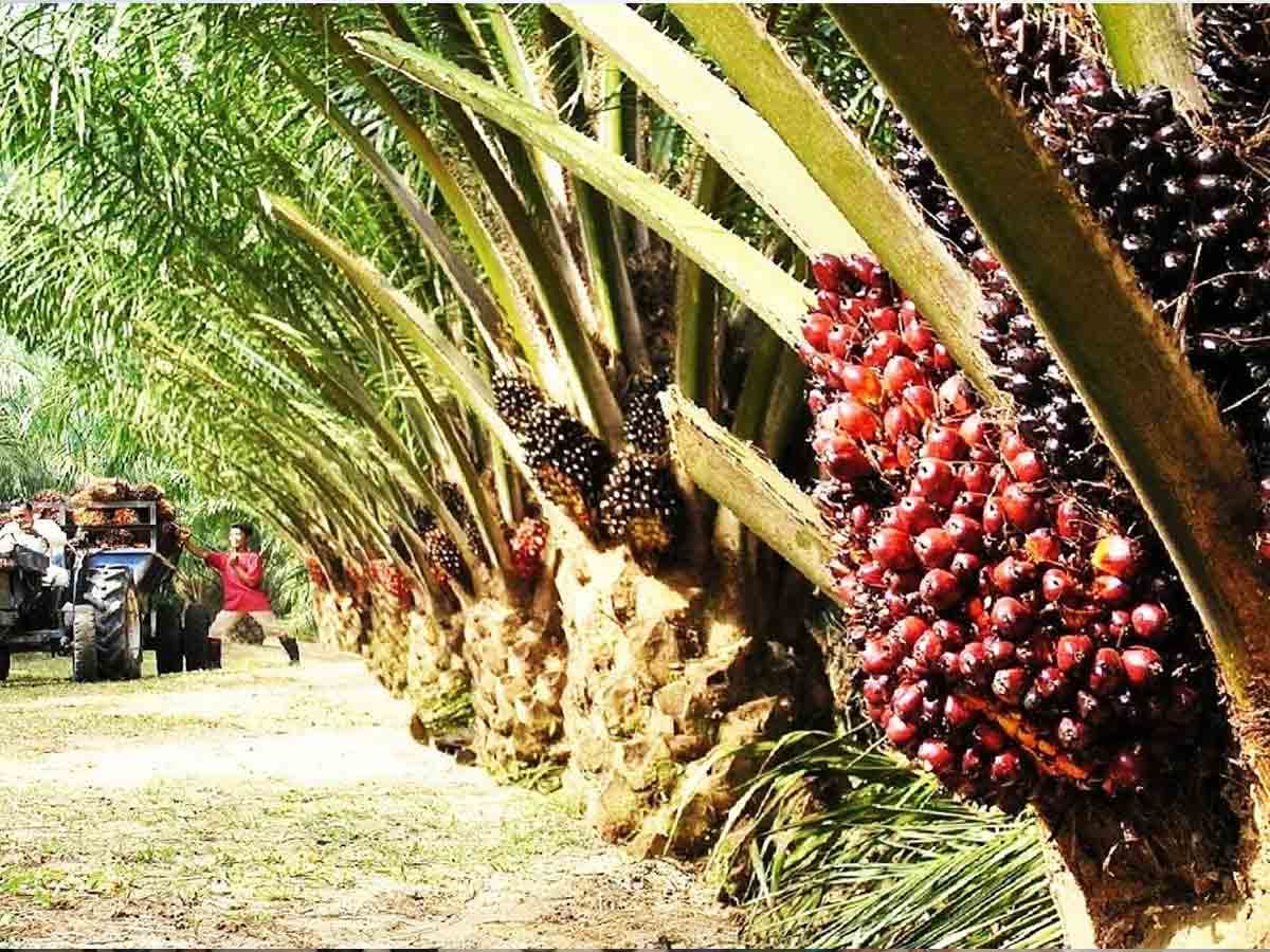 పెరిగిన ఆయిల్‌పాం గెలల ధర